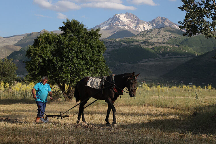 Tek gözü görmeyen atıyla günde 4 bin TL kazanıyor! Emeğiyle iki evlat okuttu - 2. Resim