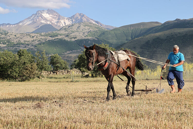 Tek gözü görmeyen atıyla günde 4 bin TL kazanıyor! Emeğiyle iki evlat okuttu - 3. Resim