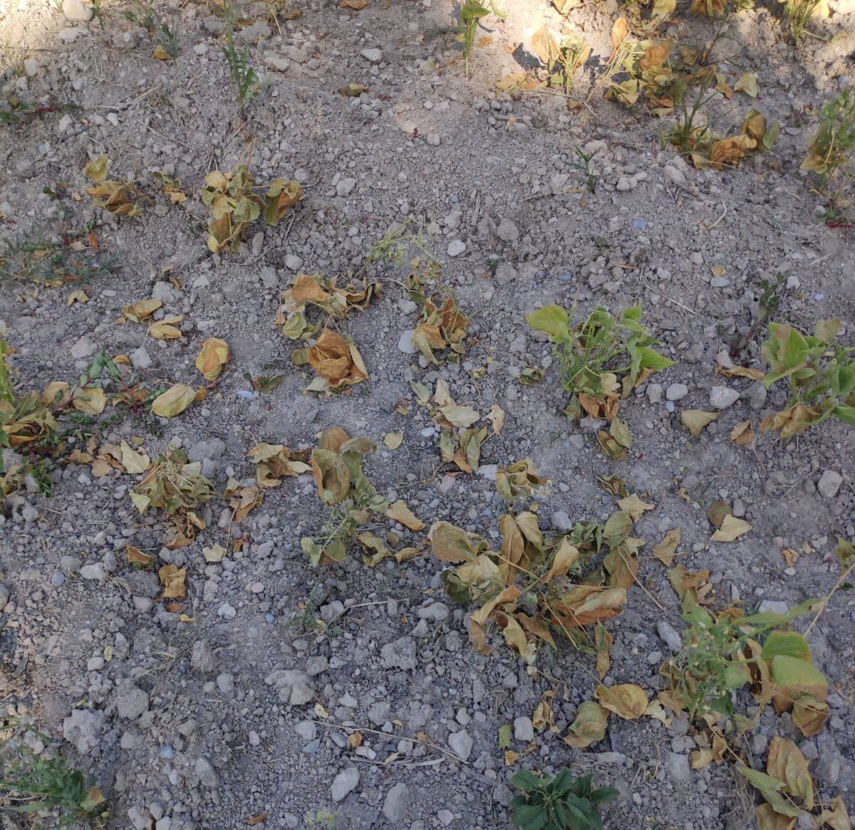 Ürünleri kuruyunca soluğu valilikte aldılar: Olmayan suyu kim nasıl verecek? - 2. Resim