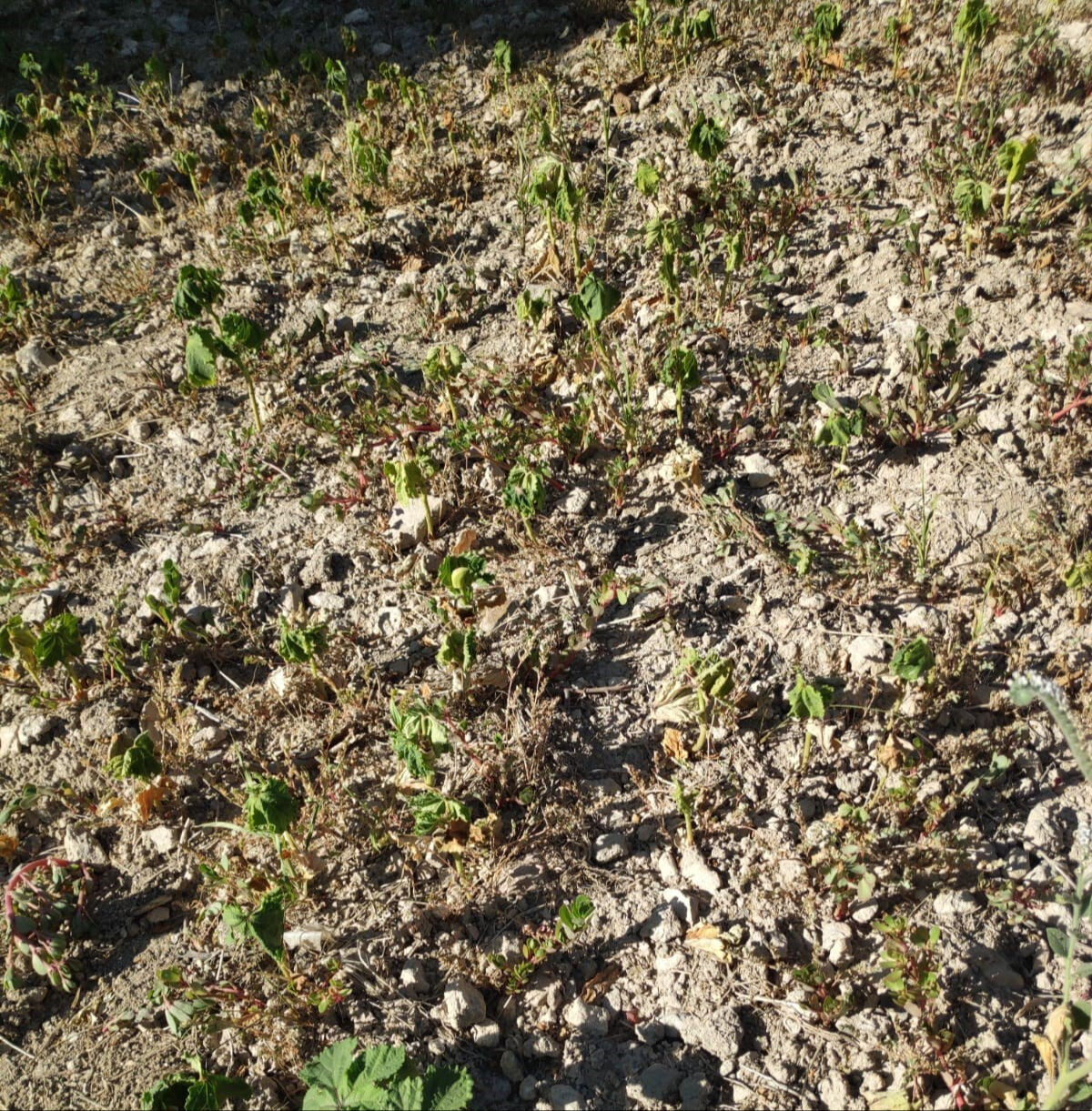 Ürünleri kuruyunca soluğu valilikte aldılar: Olmayan suyu kim nasıl verecek? - 1. Resim