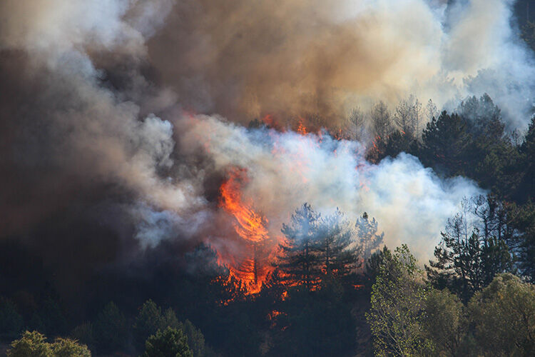 Uşak'ta 50 hektarlık alan kül olmuştu! Yangınlarla ilgili 2 kişi tutuklandı - 1. Resim