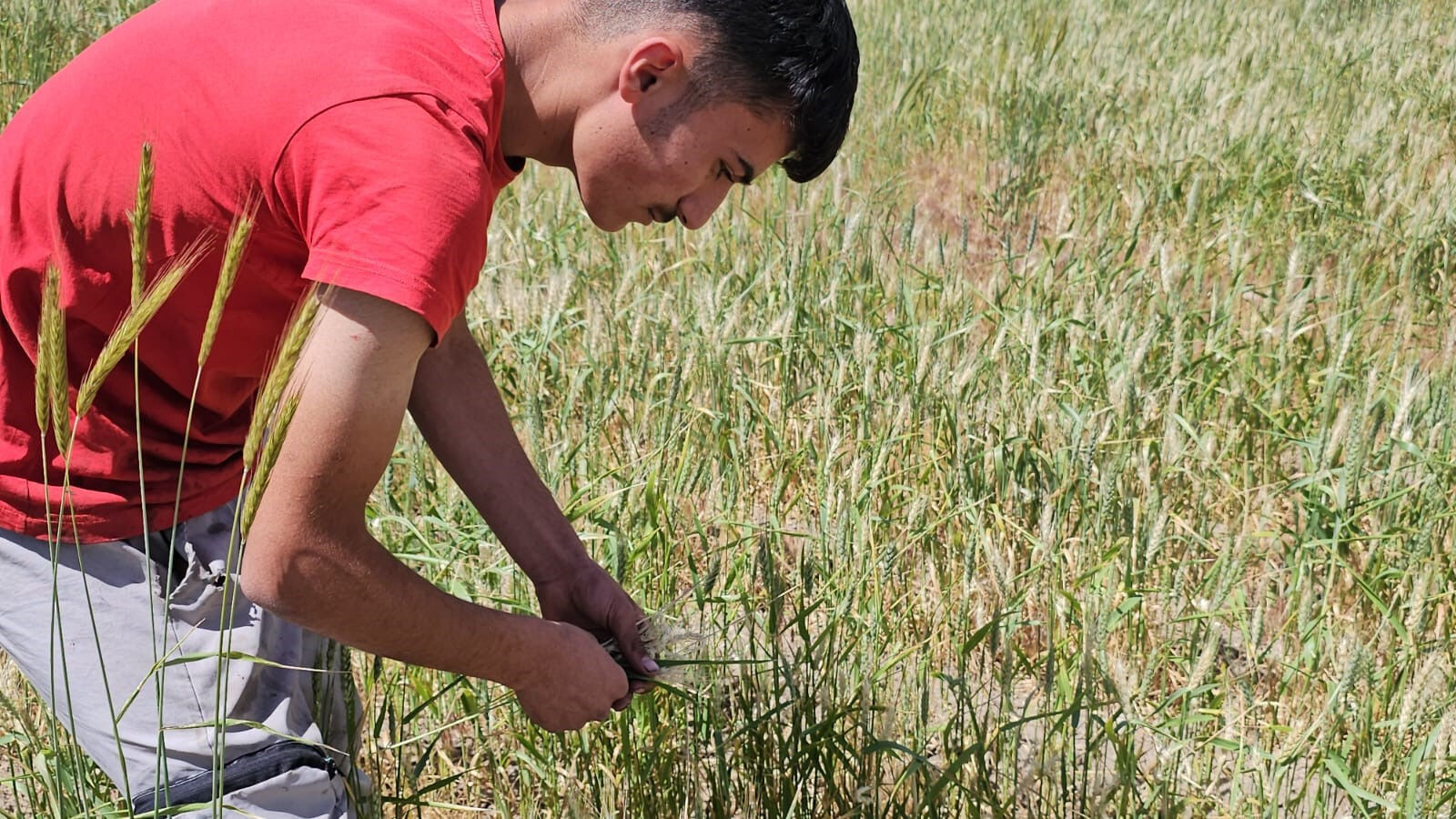 15 gün içinde yok oldular... Çiftçi bile ne olduğunu anlamadı! 