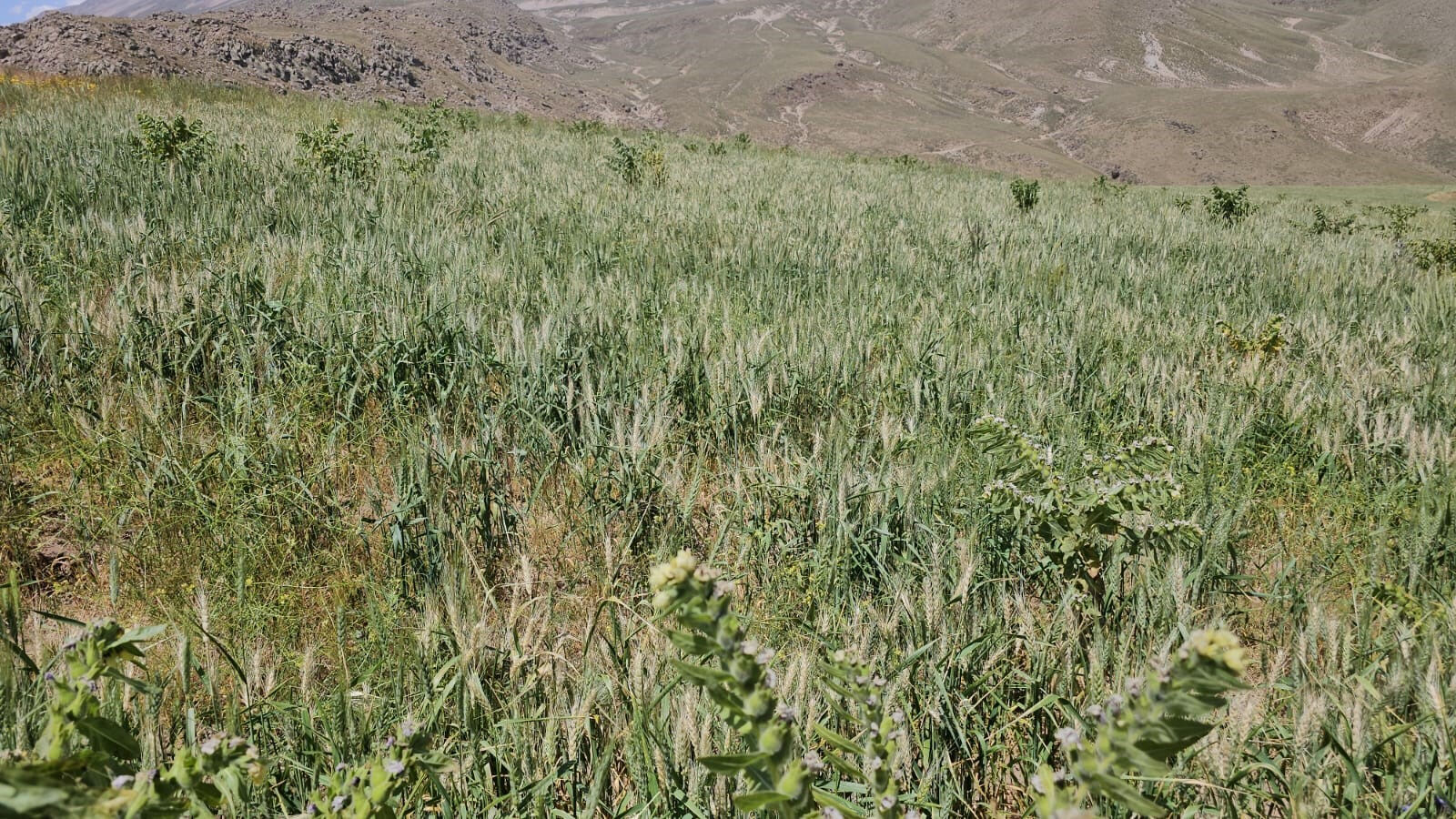 15 gün içinde yok oldular... Çiftçi bile ne olduğunu anlamadı! 