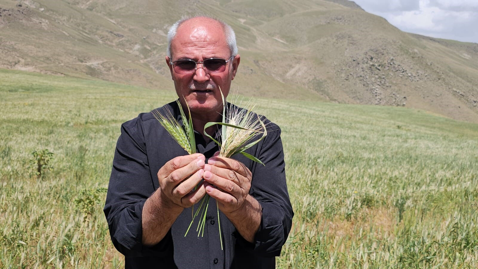 15 gün içinde yok oldular... Çiftçi bile ne olduğunu anlamadı! 