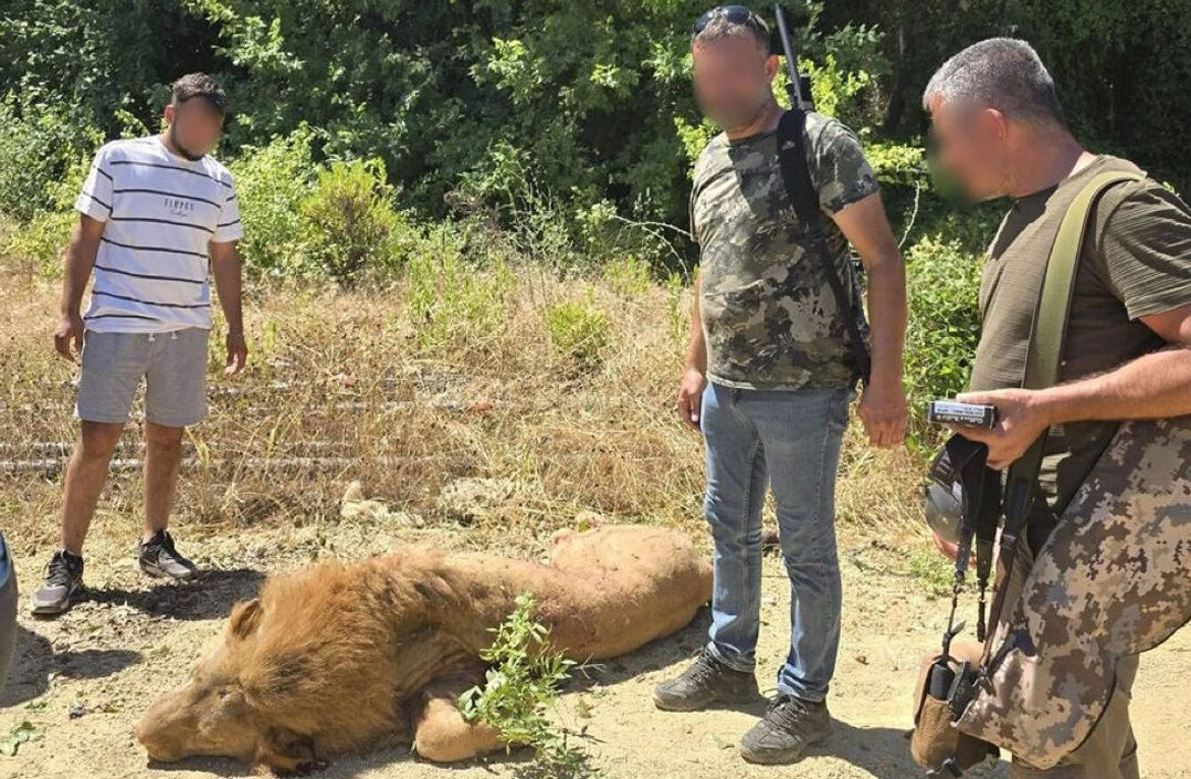 Antalya'da aslan mı kaçtı, aslan öldürüldü mü? Manavgat Hayvanat Bahçesi alarma geçti - 2. Resim
