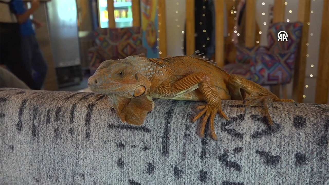Beşiktaşlı iguana &Ouml;kkeş, Yozgat&rsquo;ta fenomen oldu! - 2. Resim
