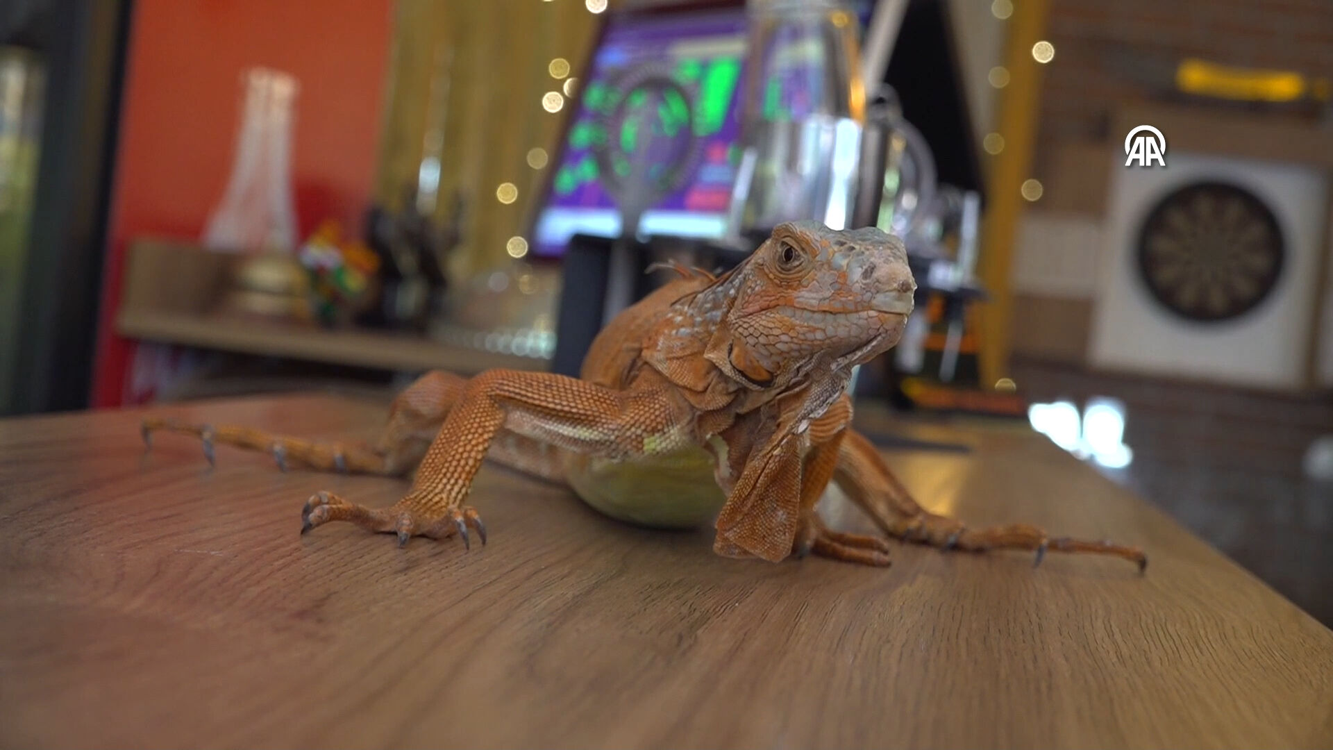 Beşiktaşlı iguana &Ouml;kkeş, Yozgat&rsquo;ta fenomen oldu! - 4. Resim