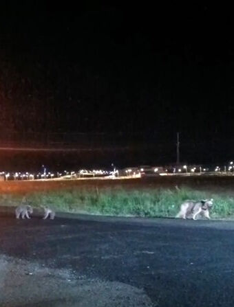 Gece yarısı şehir turu! Anne ayı ve yavruları g&ouml;renler neye uğradığını şaşırdı - 2. Resim