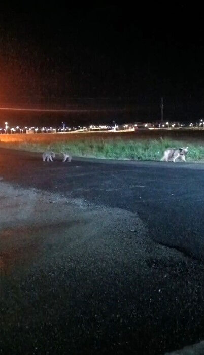 Gece yarısı şehir turu! Anne ayı ve yavruları g&ouml;renler neye uğradığını şaşırdı - 1. Resim