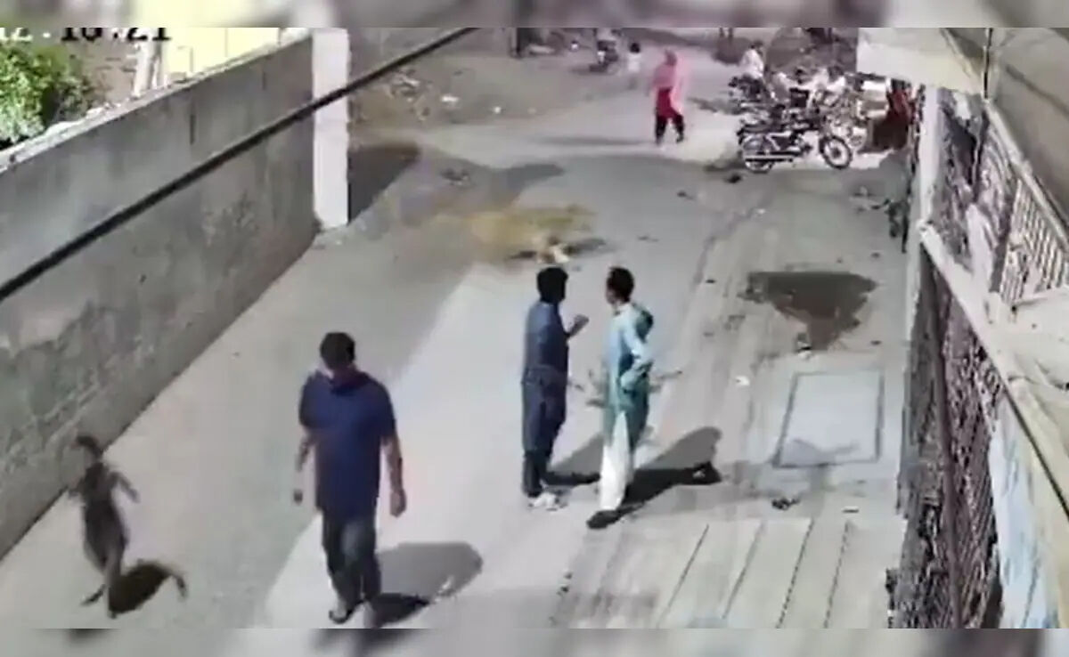 Kaçak aslan sokakta dehşet saçtı! Bilanço artıyor - 1. Resim