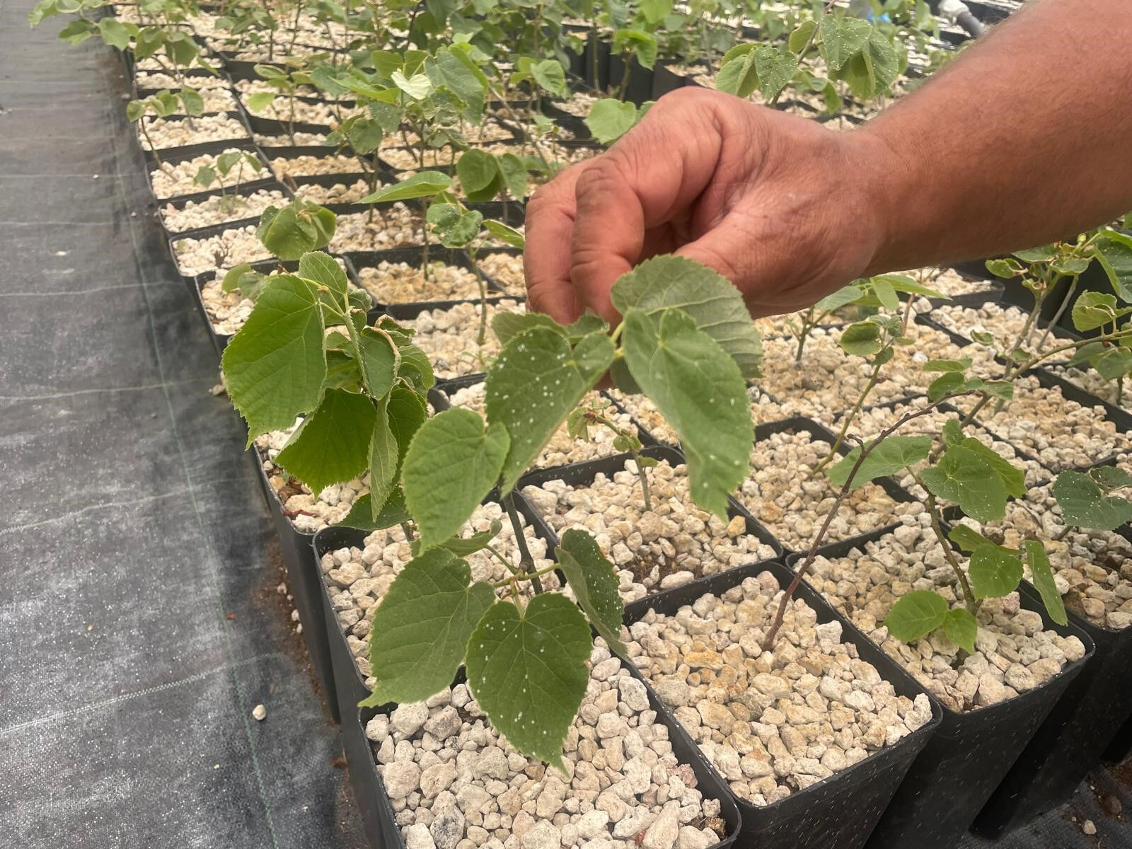 Türkiye'de ilk kez Uludağ eteklerinde yapıldı: Risk yüksek, hata şansı yok! 700 bin lira yevmiye... - 1. Resim