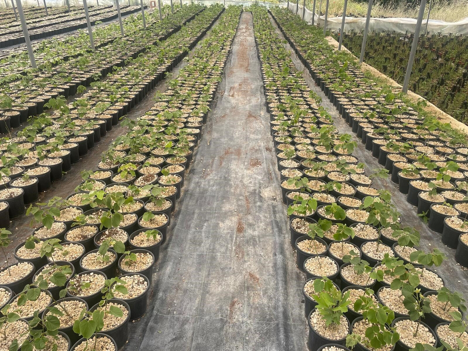 Türkiye'de ilk kez Uludağ eteklerinde yapıldı: Risk yüksek, hata şansı yok! 700 bin lira yevmiye... - 3. Resim