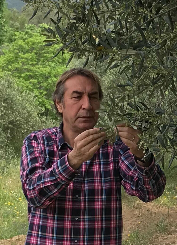 Zeytinyağında üretim rekoru! Fiyatlar ucuzladı, yok yılı gelmeden alın - 3. Resim