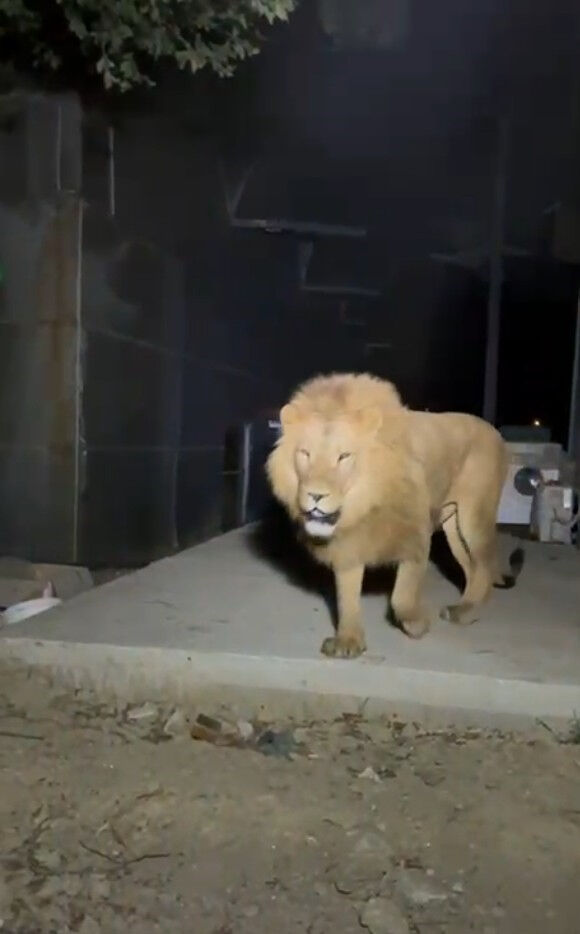 Aslan kafesinden kaçmıştı! Türkiye'nin konuştuğu hayvanat bahçesiyle ilgili yeni gelişme - 1. Resim