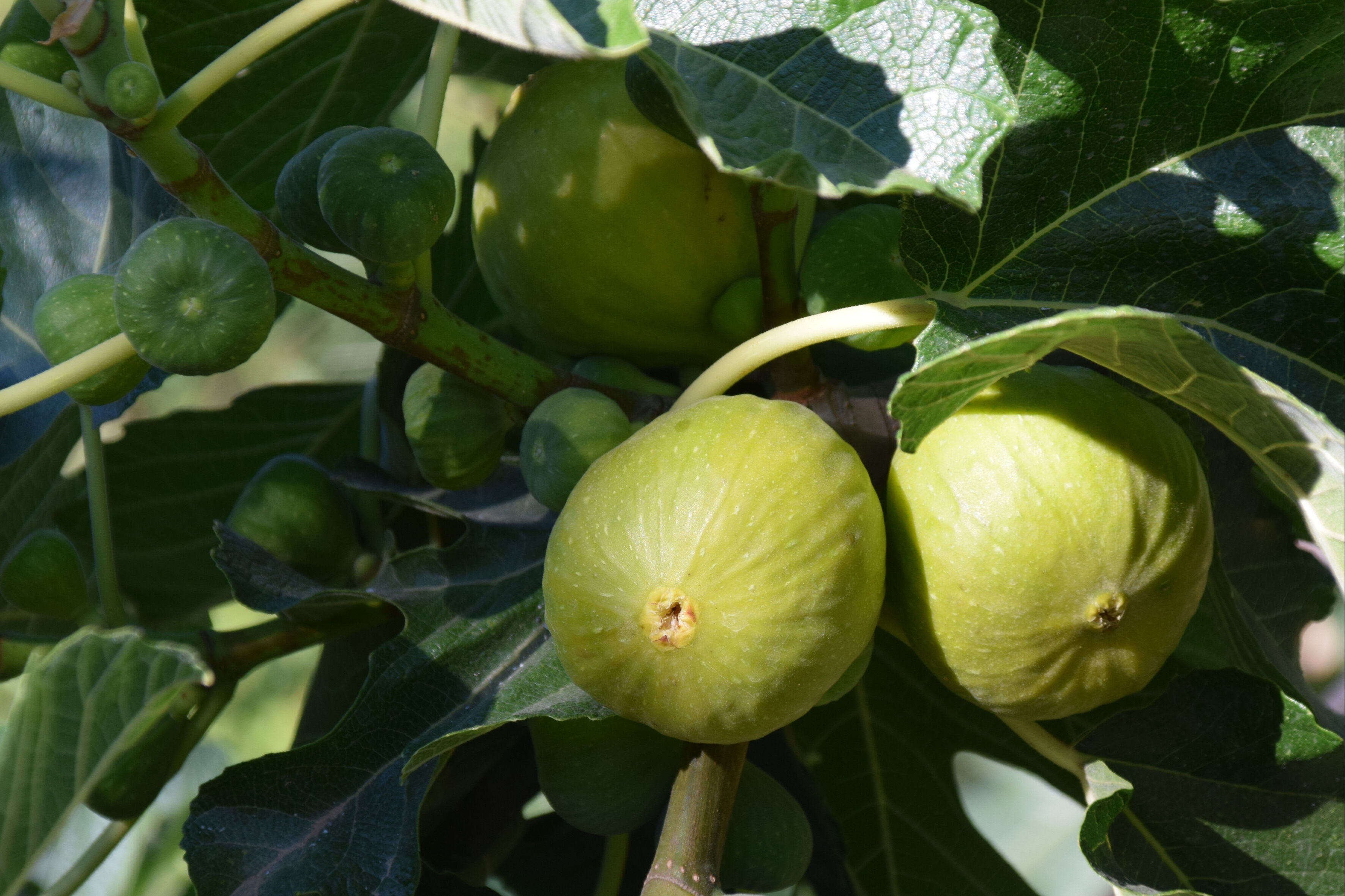 Bir ağaçtan yılda 7 defa meyve alınıyor! Türkiye ve dünyadan sipariş yağıyor - 3. Resim