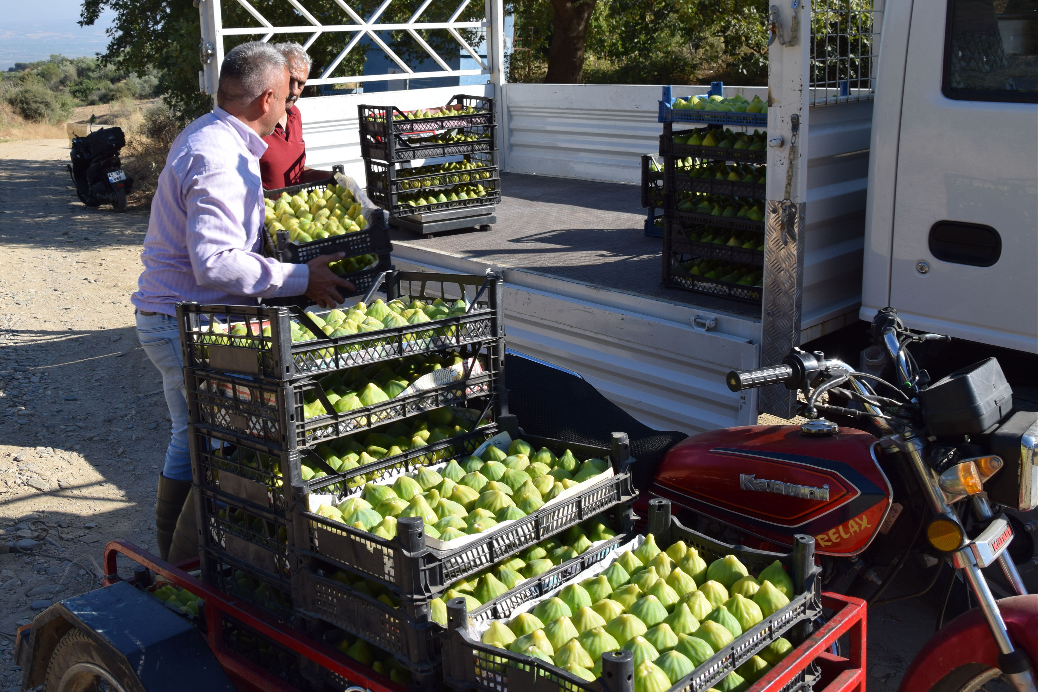 Bir ağaçtan yılda 7 defa meyve alınıyor! Türkiye ve dünyadan sipariş yağıyor - 2. Resim