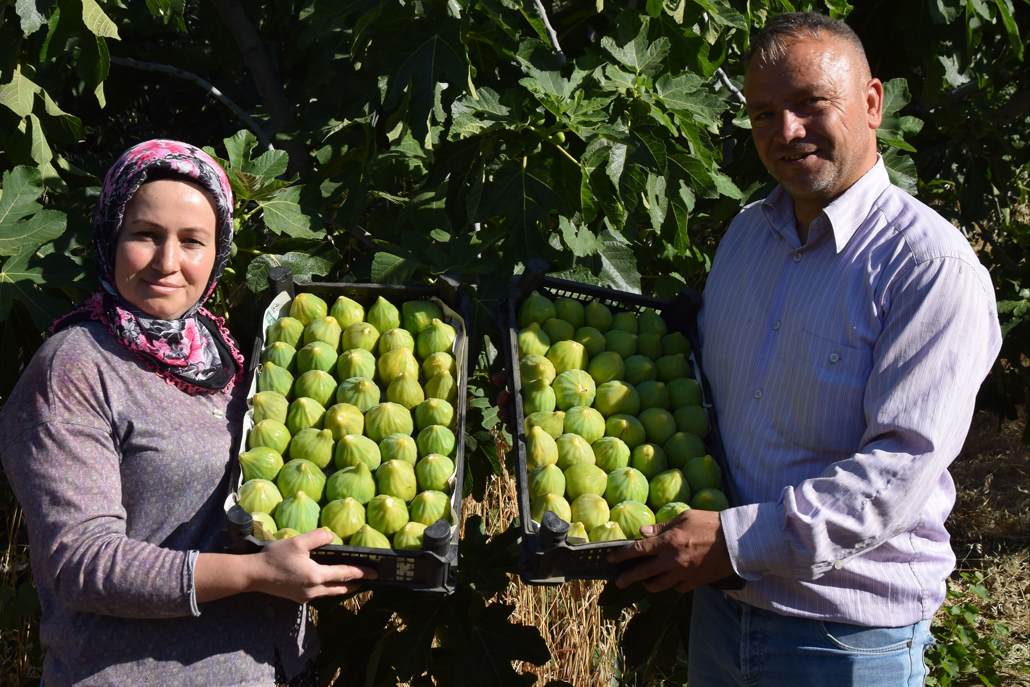 Bir ağaçtan yılda 7 defa meyve alınıyor! Türkiye ve dünyadan sipariş yağıyor - 5. Resim