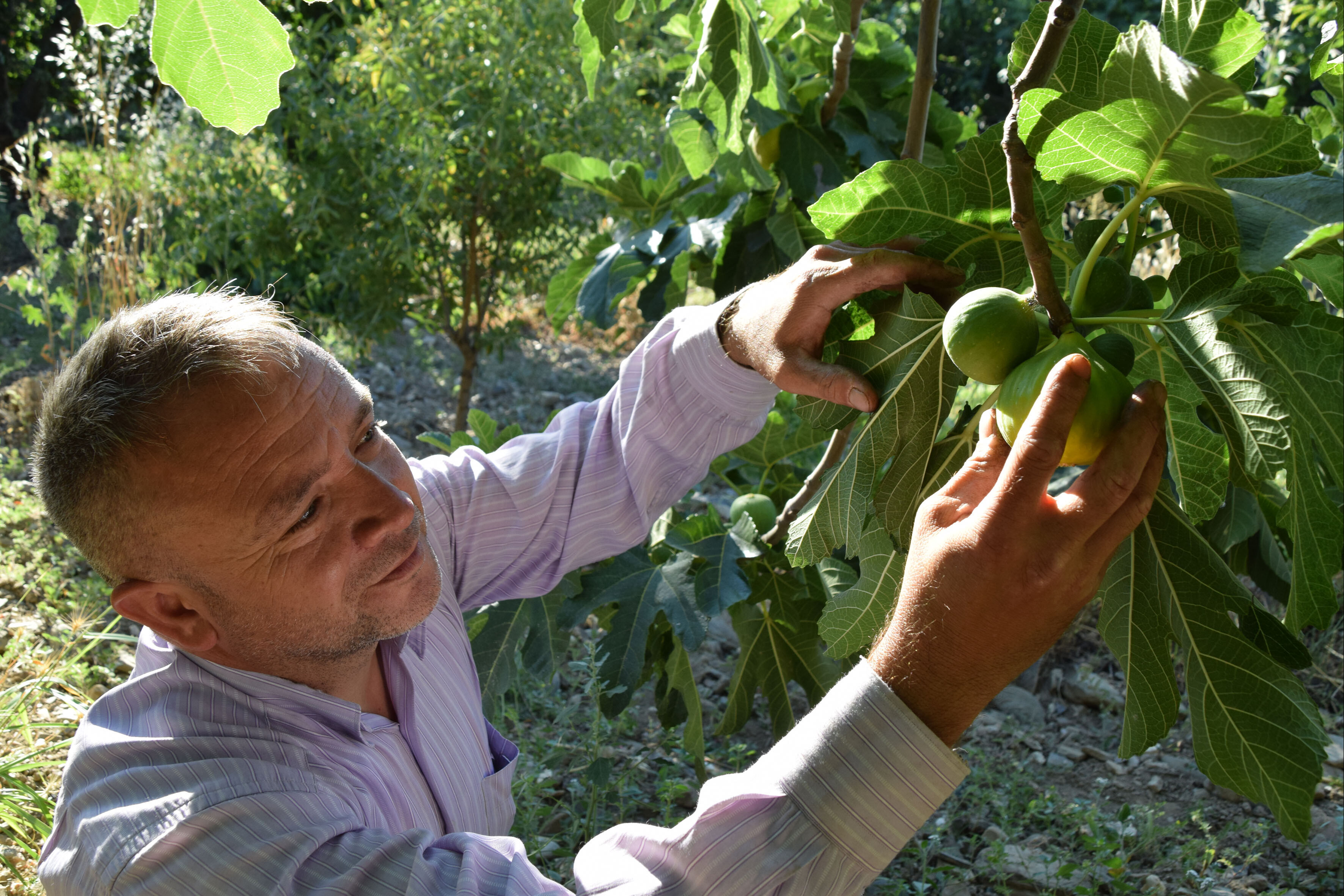 Bir ağaçtan yılda 7 defa meyve alınıyor! Türkiye ve dünyadan sipariş yağıyor - 1. Resim