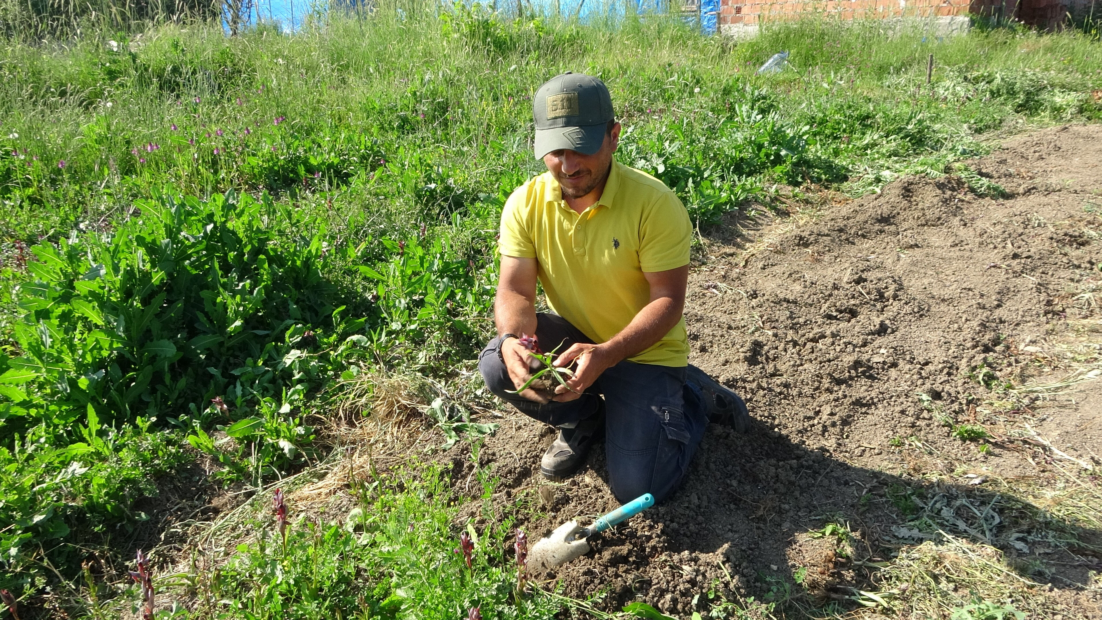 Hasat başladı, üreticisini zengin edecek! Kilosu 3 bin lira... - 2. Resim