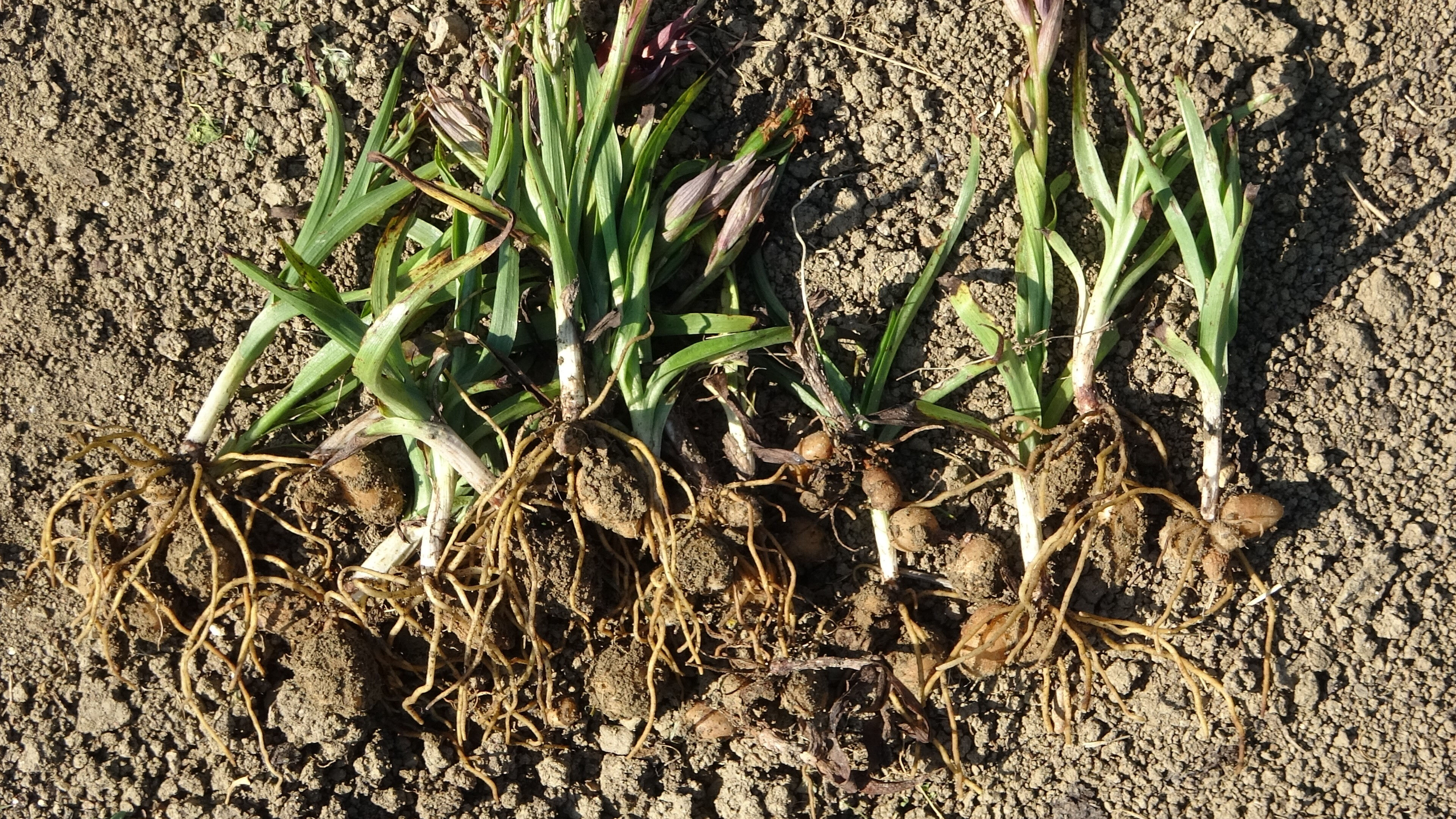 Hasat başladı, üreticisini zengin edecek! Kilosu 3 bin lira... - 3. Resim