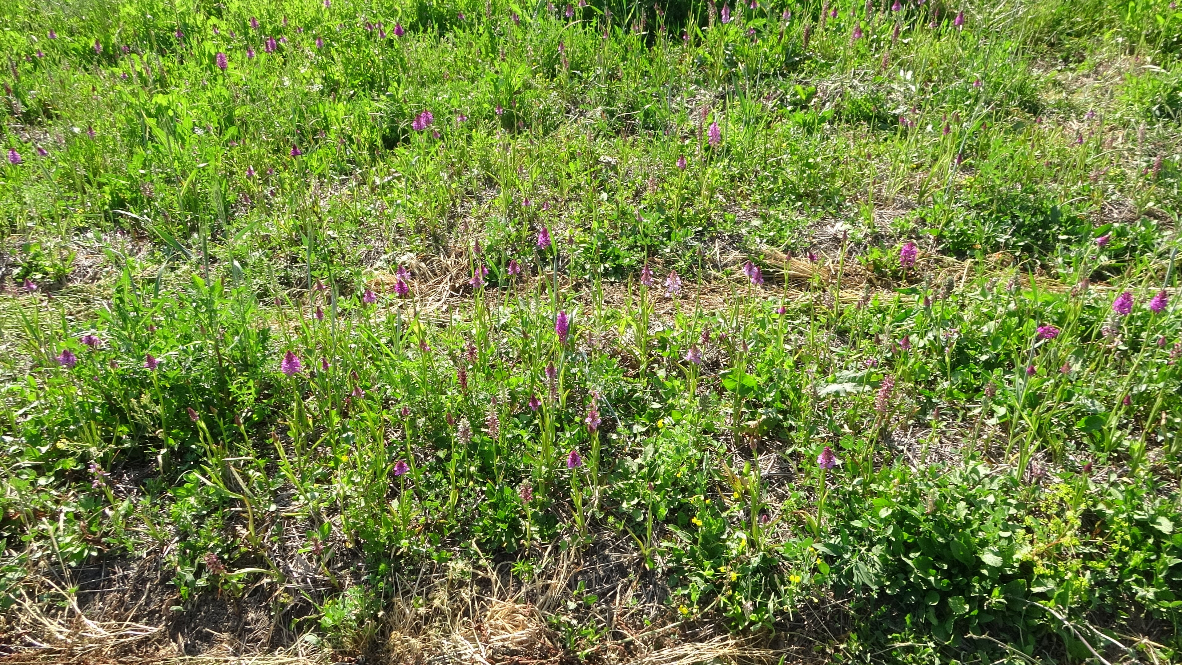 Hasat başladı, üreticisini zengin edecek! Kilosu 3 bin lira... - 4. Resim