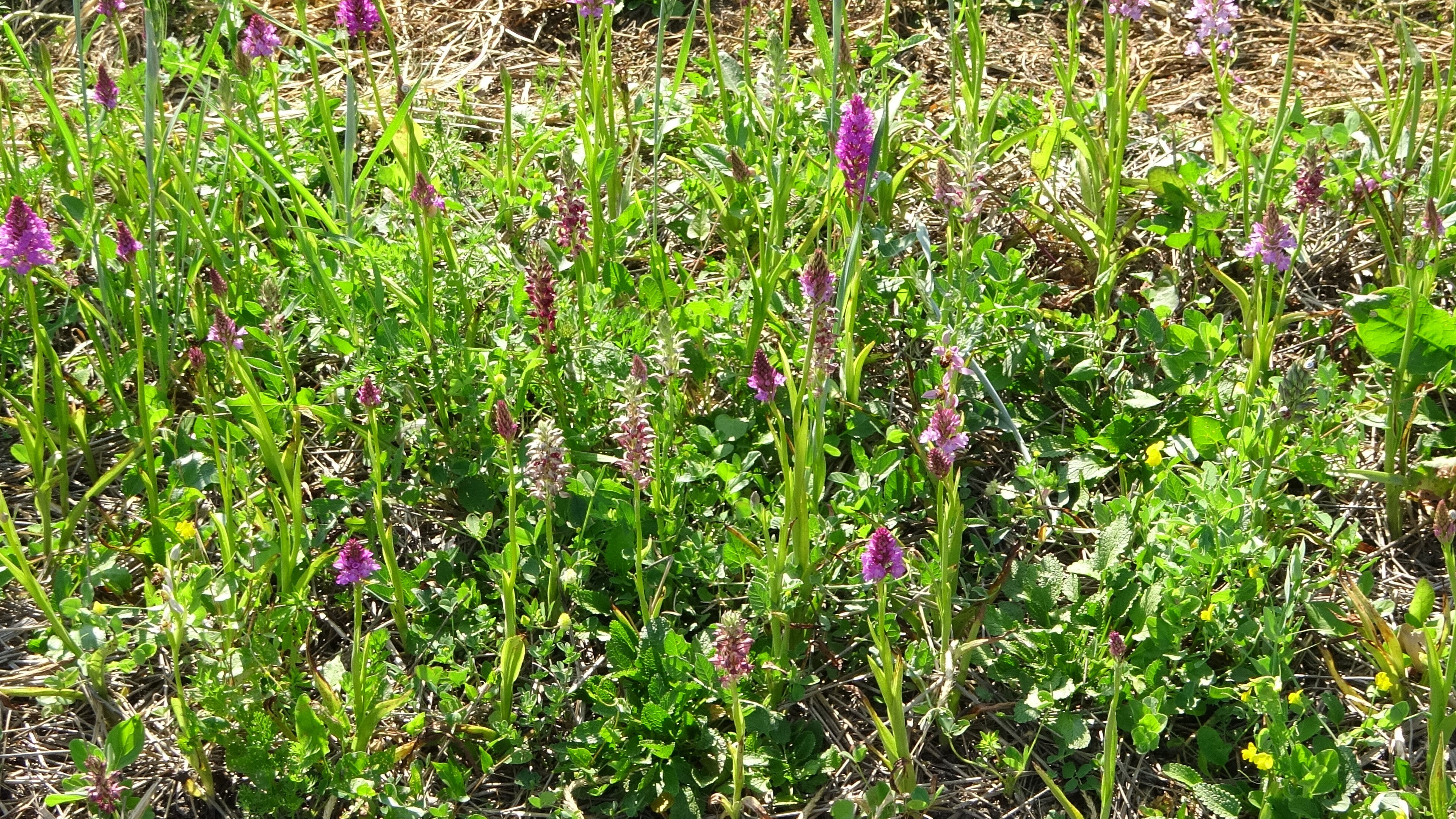 Hasat başladı, üreticisini zengin edecek! Kilosu 3 bin lira... - 1. Resim