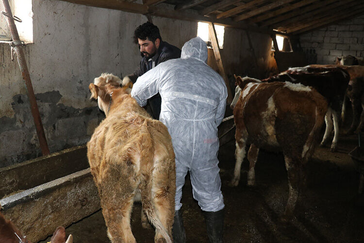 Et fiyatlarına zam gelecek mi şap hastalığı ete zam var mı