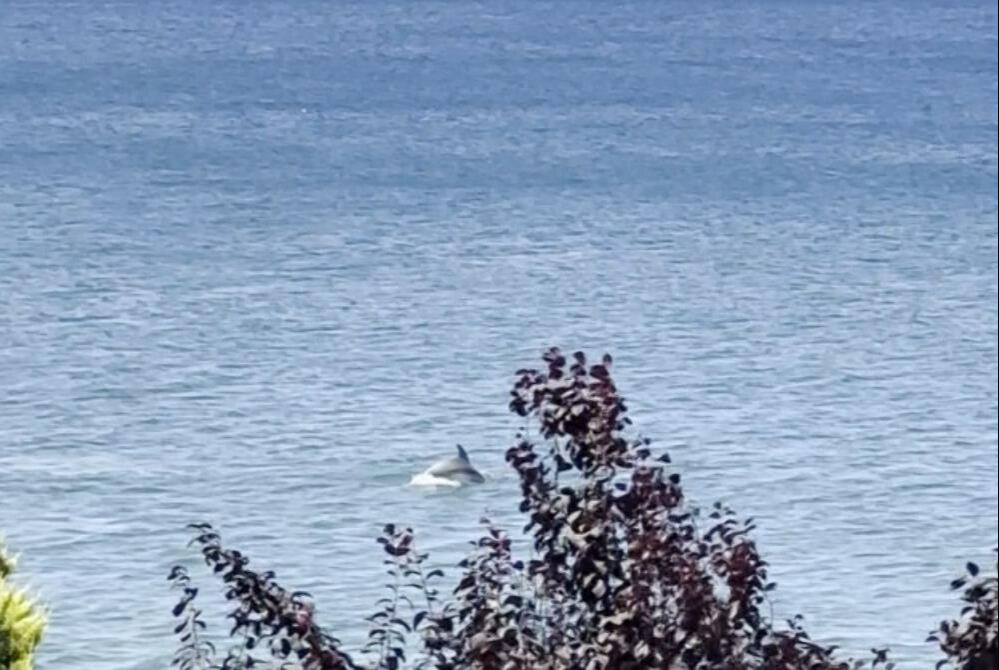 Yalova'da yunus ile vatandaş burun buruna geldi! Gören şaştı kaldı: O anlar kamerada Yalova'da yunus ile vatandaş burun buruna geldi! Gören şaştı kaldı: O anlar kamerada - 1. Resim