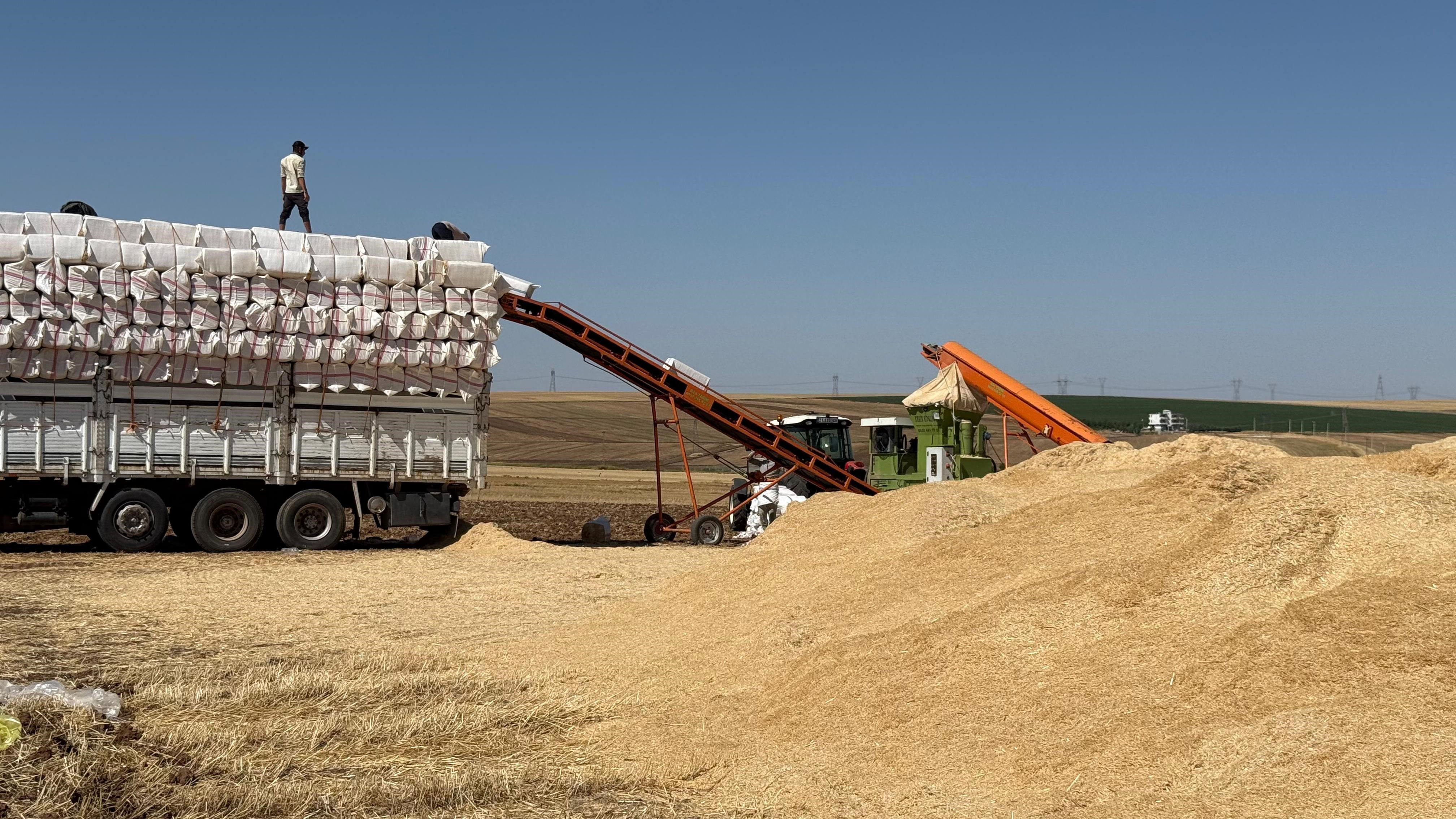 40 derece sıcaklığı 45 derece hissediyorlar! Tarlada en zorlu mücadele: Günde 12 saat... - 2. Resim
