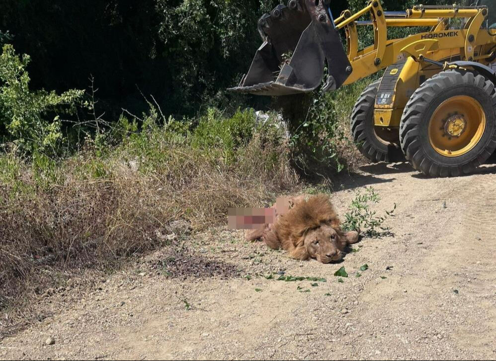 Antalya'yı birbirine katan Zeus'un sahibi konuştu!