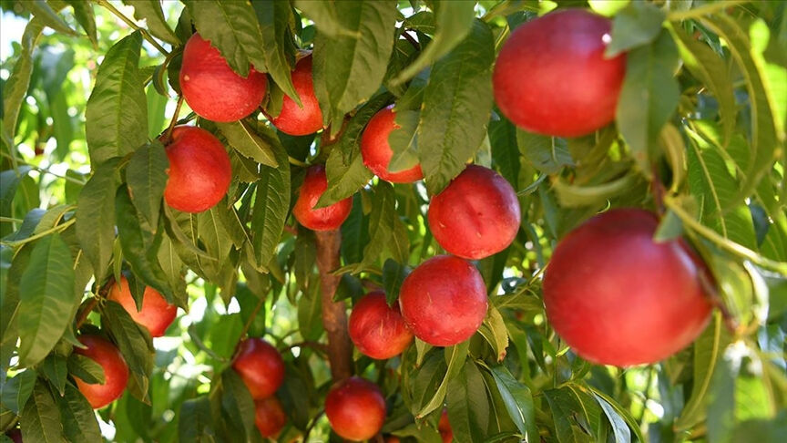 Lapseki şeftalisi Almanya, Rusya ve Orta Doğu'ya gidiyor