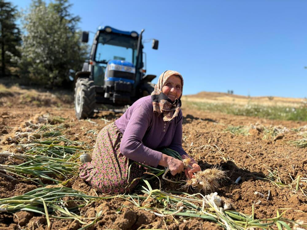 Avrupa tescillemişti! Tarlada hasat başladı... Toplayan g&uuml;nl&uuml;k 1200 TL kazanıyor - 1. Resim