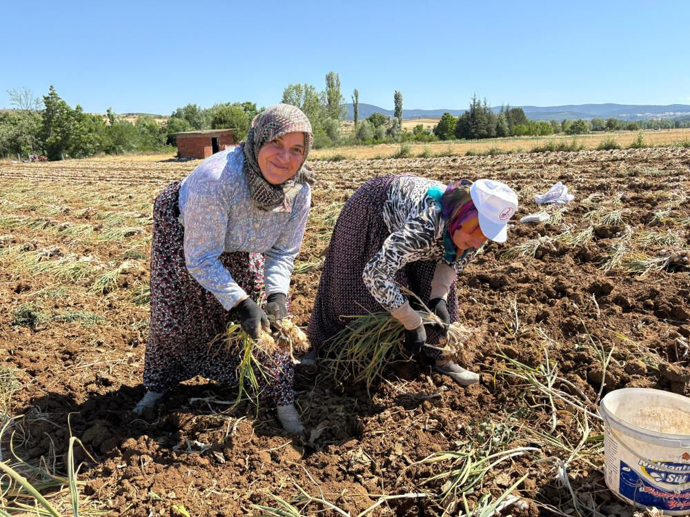 Avrupa tescillemişti! Tarlada hasat başladı... Toplayan g&uuml;nl&uuml;k 1200 TL kazanıyor - 4. Resim