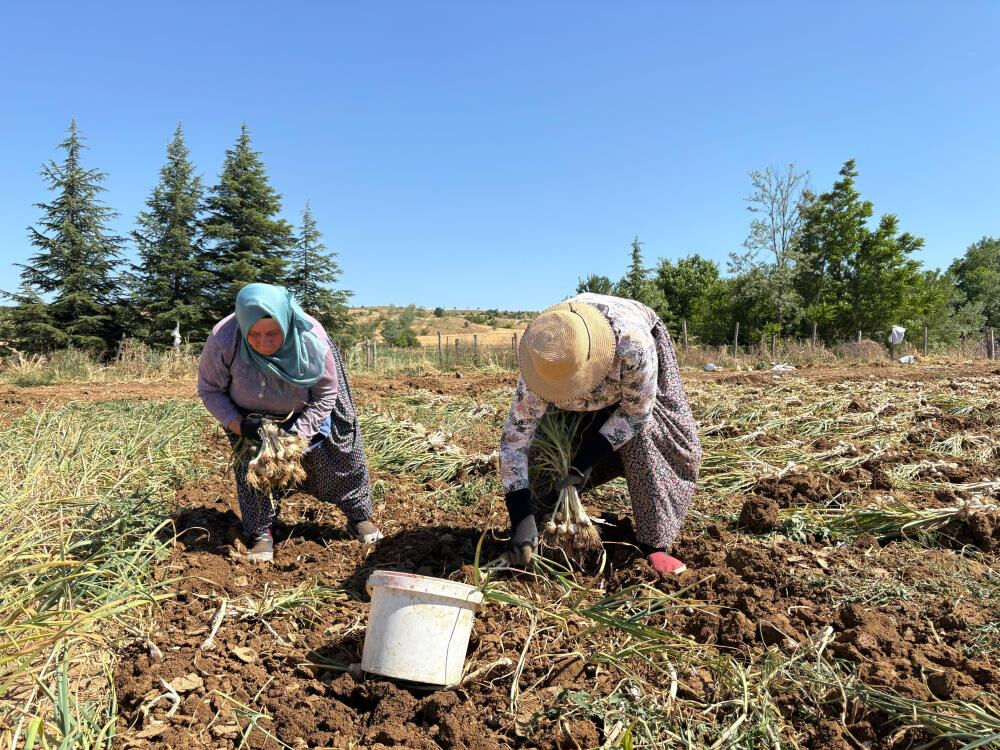 Avrupa tescillemişti! Tarlada hasat başladı... Toplayan g&uuml;nl&uuml;k 1200 TL kazanıyor - 2. Resim