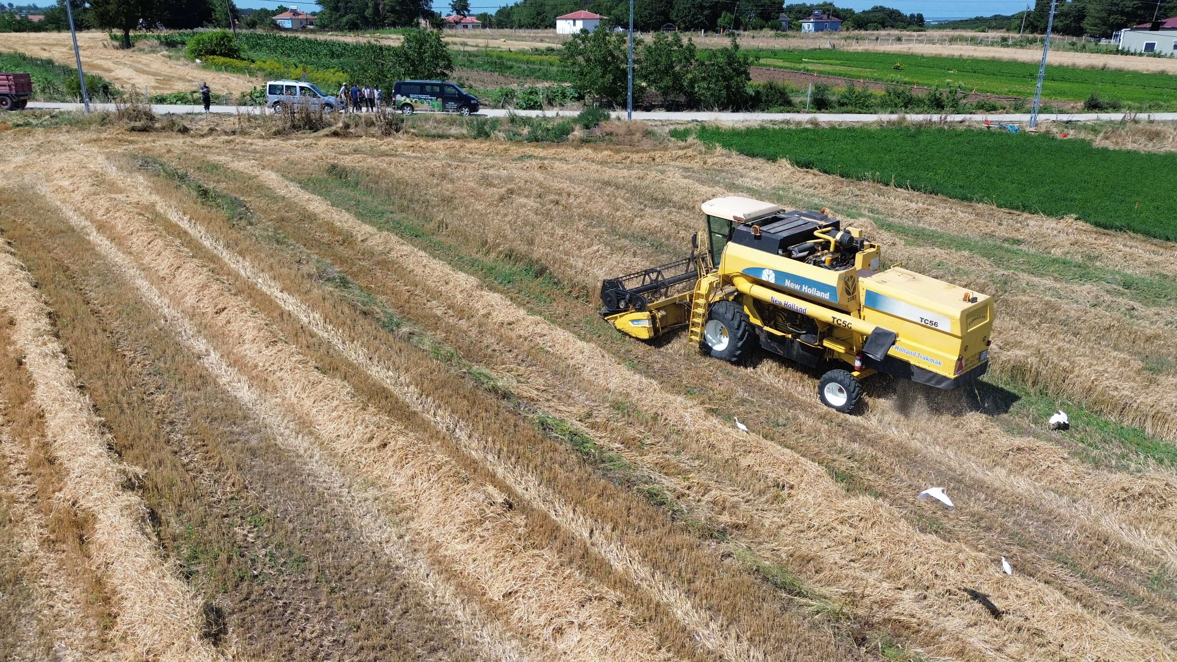 Bafra’da hasat zamanı! Verim yüksek, maliyet ağır - 1. Resim