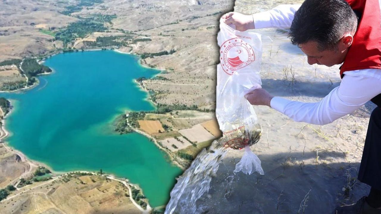 Barajlar, göller, göletler balıkla doldu! Yüz binlercesi su kaynaklarına bırakıldı Barajlar, göller, göletler balıkla doldu! Yüz binlercesi su kaynaklarına bırakıldı