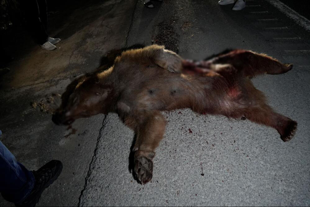 Gümüşhane'de kaza! Otomobil ayıya çarptı - 3. Resim