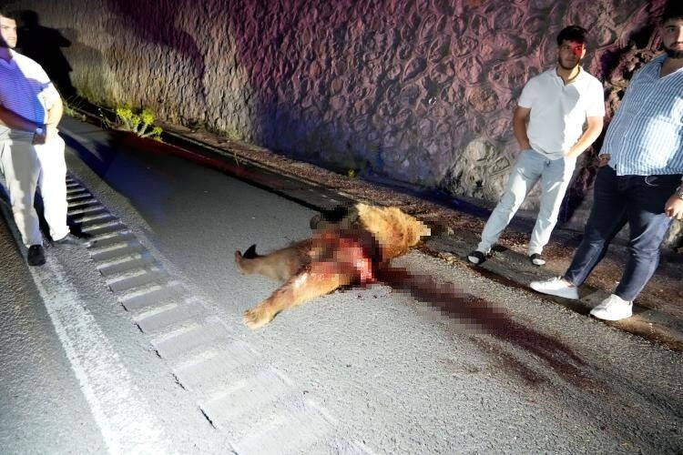 Gümüşhane'de kaza! Otomobil ayıya çarptı - 4. Resim