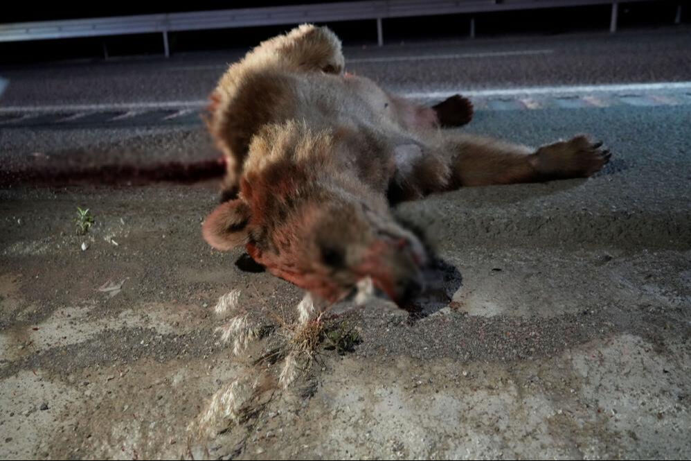 Gümüşhane'de kaza! Otomobil ayıya çarptı - 1. Resim