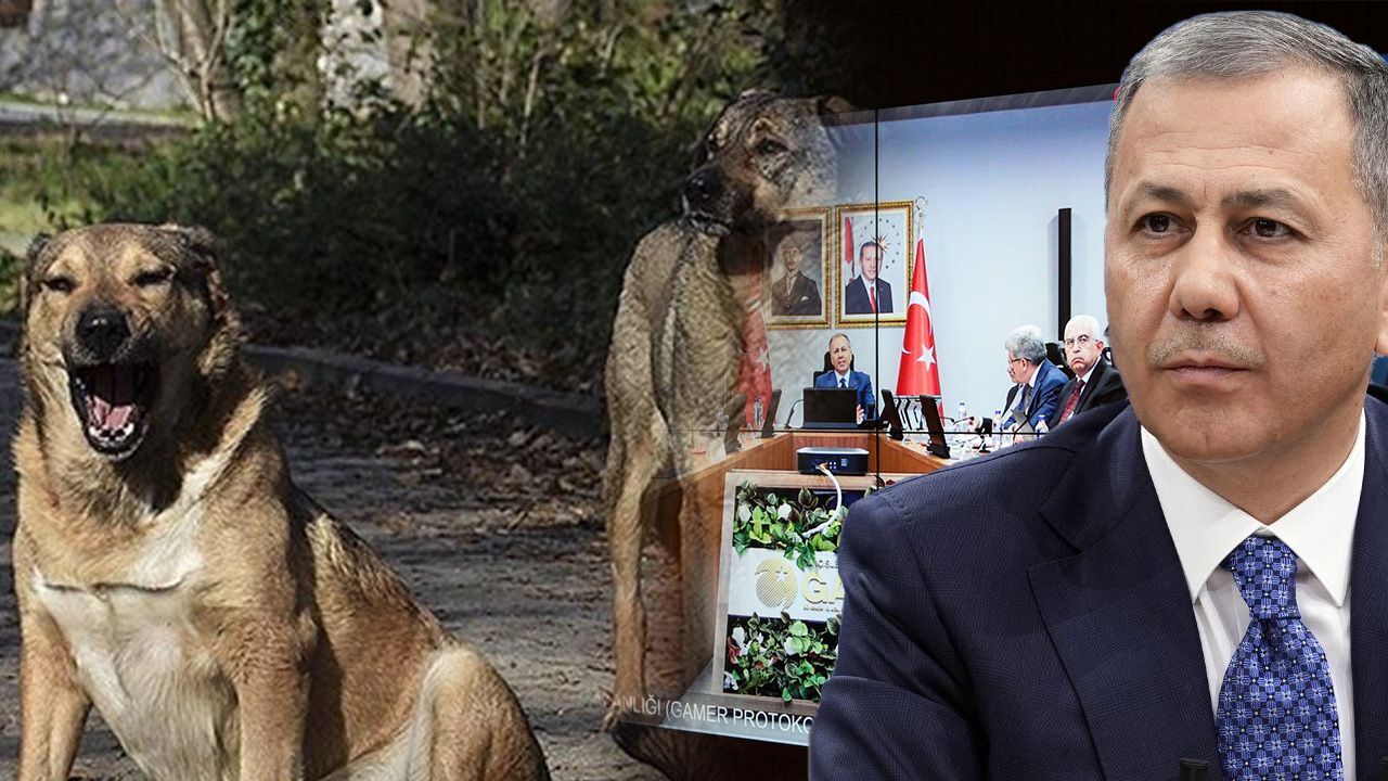 Hayvanları Koruma Kanunu masada! Bakan Yerlikaya 81 ilin valisiyle görüştü