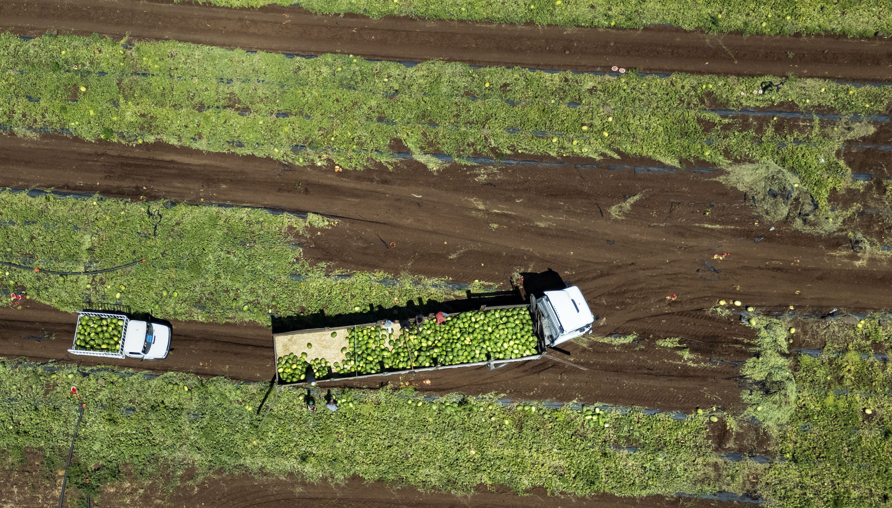 Kilosu 15 liradan 1 liraya düştü… 40 derece sıcağın altında topluyor, Türkiye’nin dört bir yanına gönderiliyorlar - 9. Resim