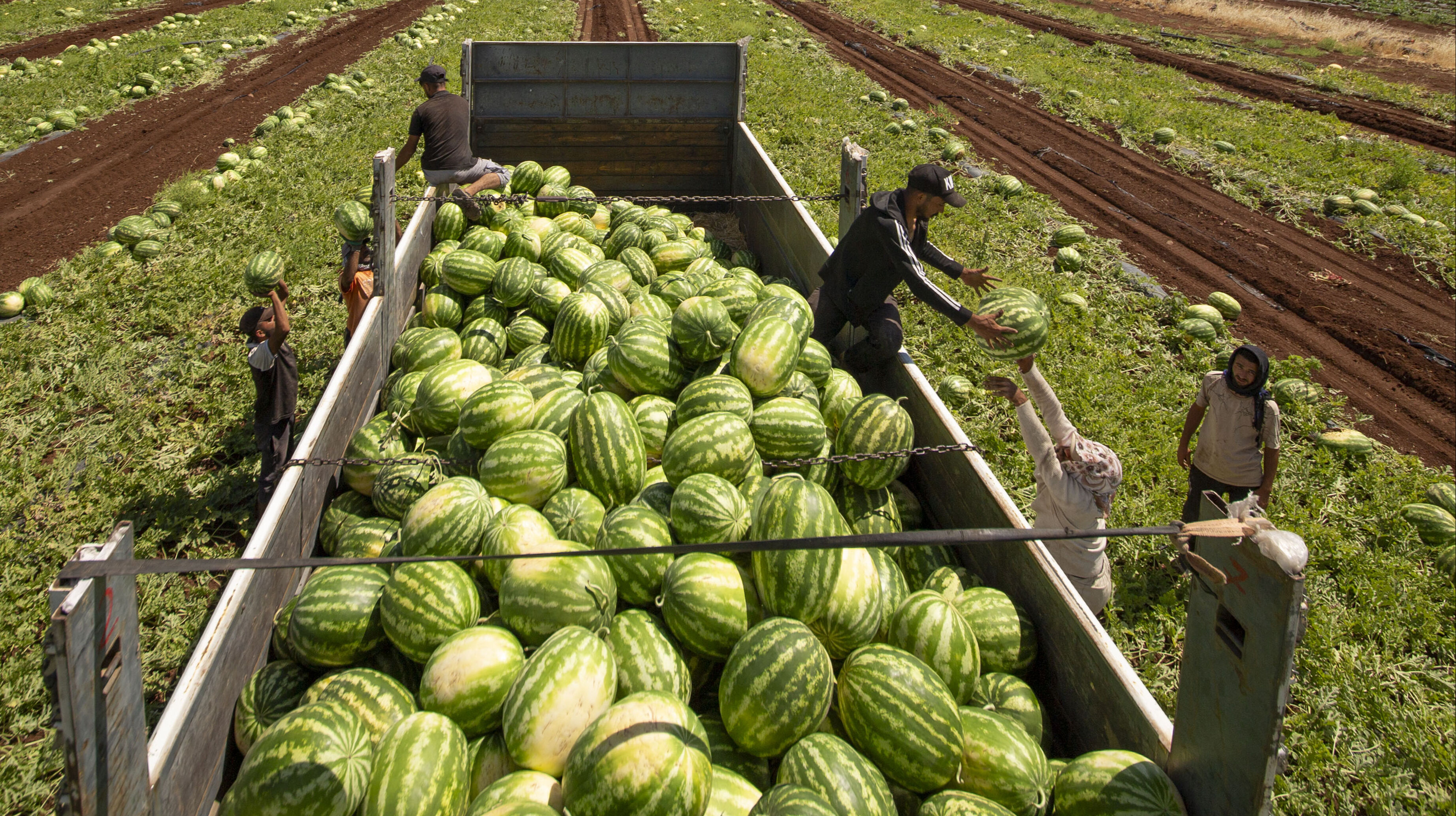 Kilosu 15 liradan 1 liraya düştü… 40 derece sıcağın altında topluyor, Türkiye’nin dört bir yanına gönderiliyorlar - 6. Resim