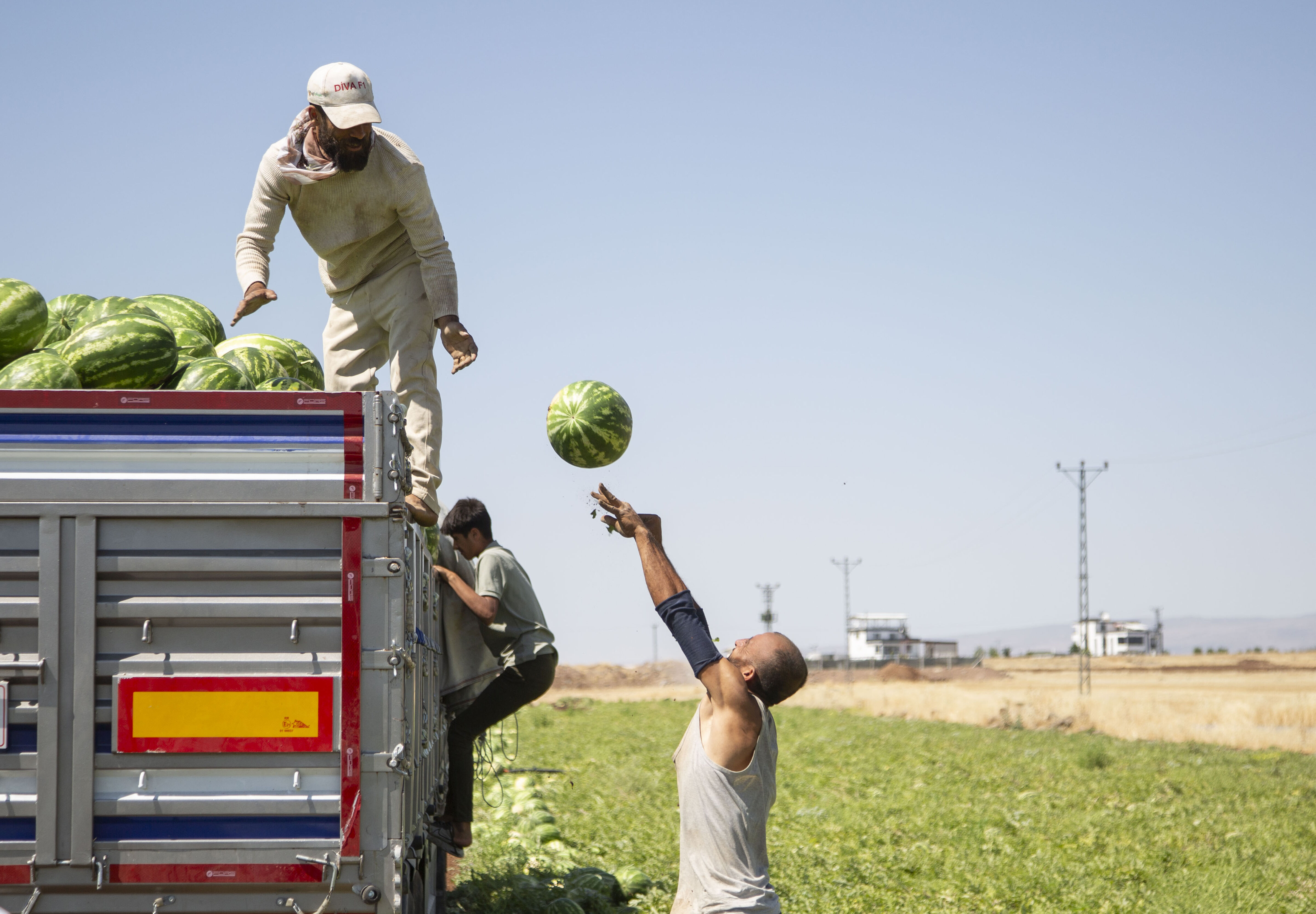 Kilosu 15 liradan 1 liraya düştü… 40 derece sıcağın altında topluyor, Türkiye’nin dört bir yanına gönderiliyorlar - 5. Resim