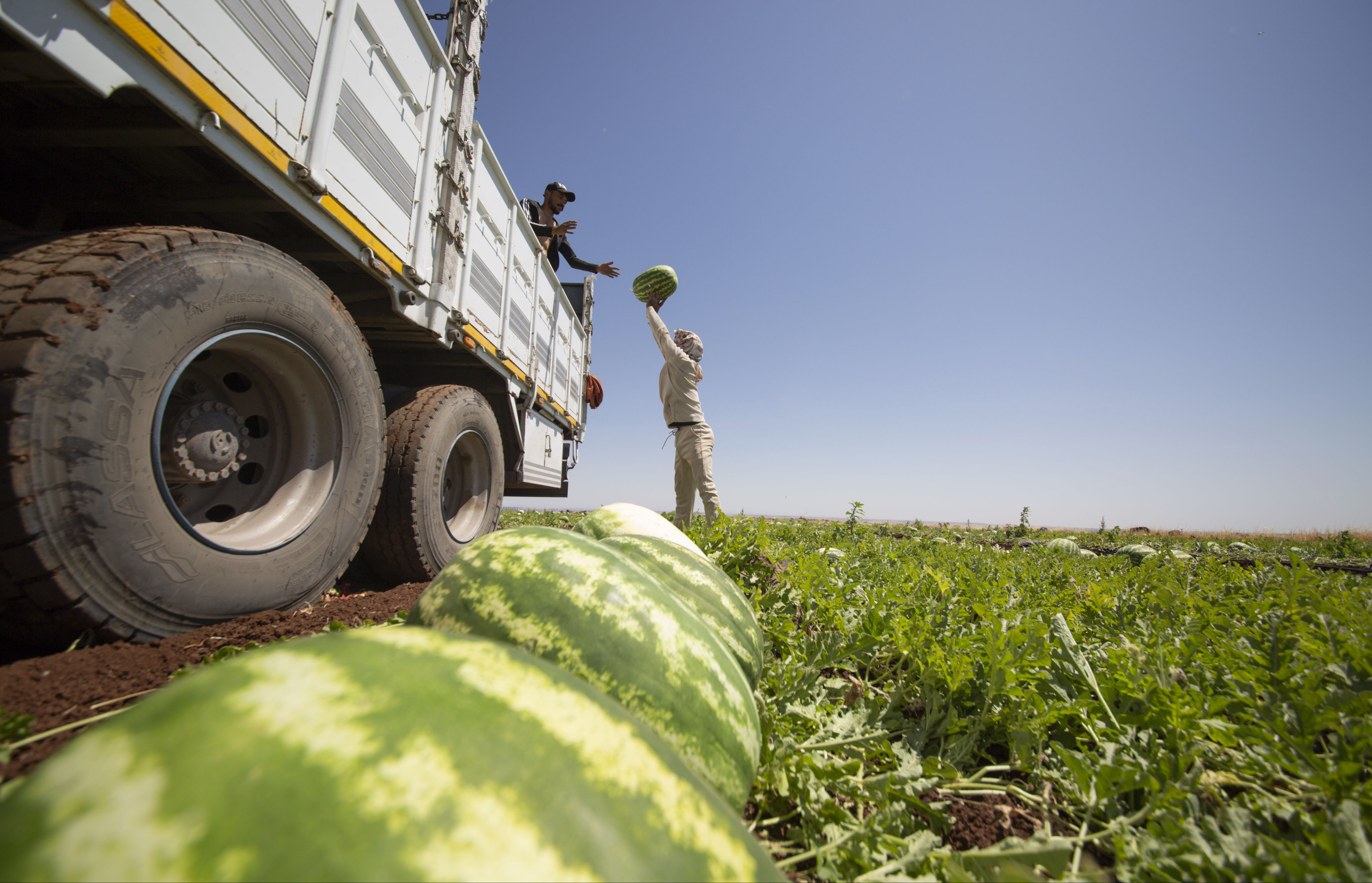 Kilosu 15 liradan 1 liraya düştü… 40 derece sıcağın altında topluyor, Türkiye’nin dört bir yanına gönderiliyorlar - 7. Resim