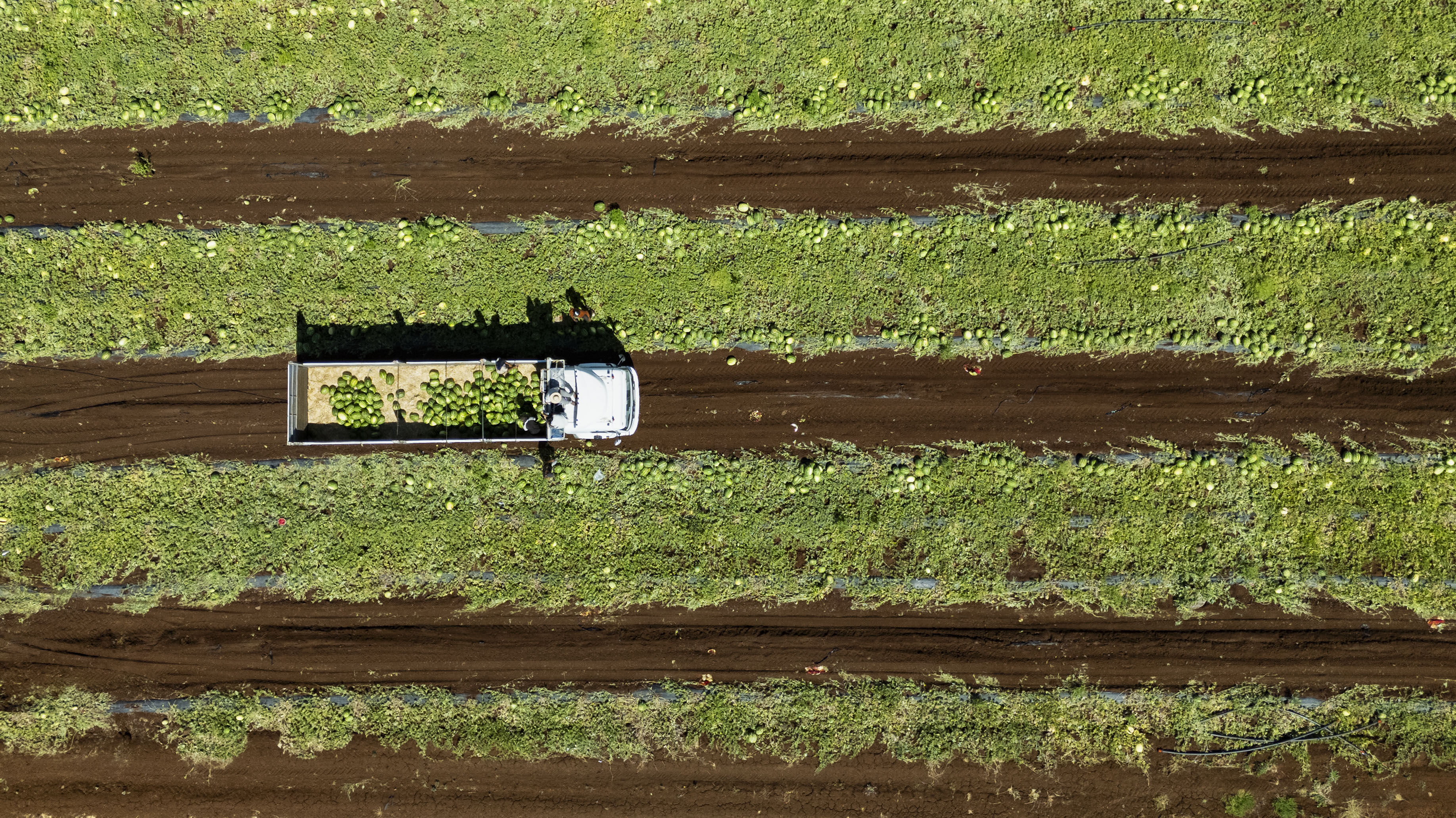 Kilosu 15 liradan 1 liraya düştü… 40 derece sıcağın altında topluyor, Türkiye’nin dört bir yanına gönderiliyorlar - 2. Resim