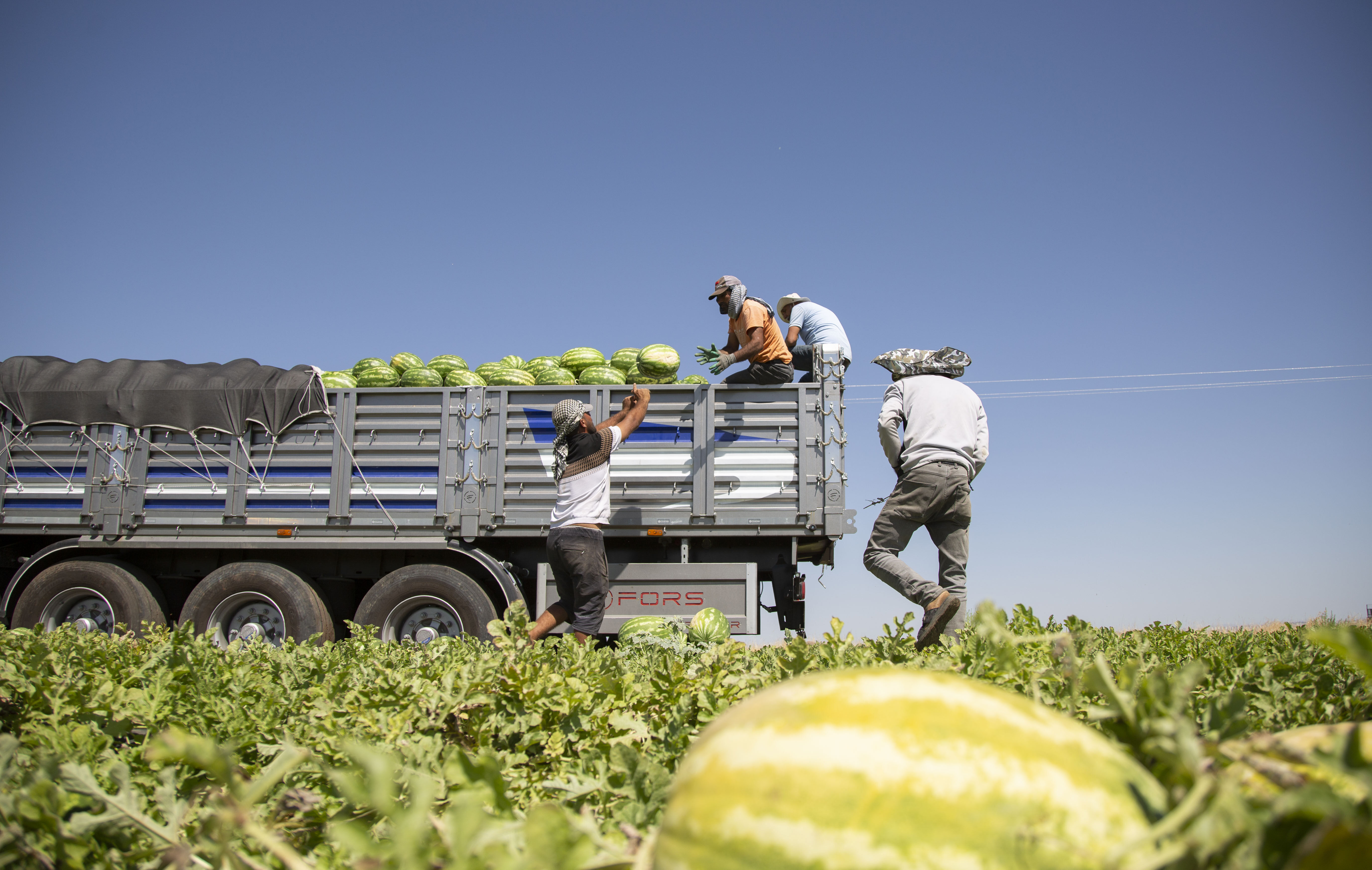 Kilosu 15 liradan 1 liraya düştü… 40 derece sıcağın altında topluyor, Türkiye’nin dört bir yanına gönderiliyorlar - 4. Resim