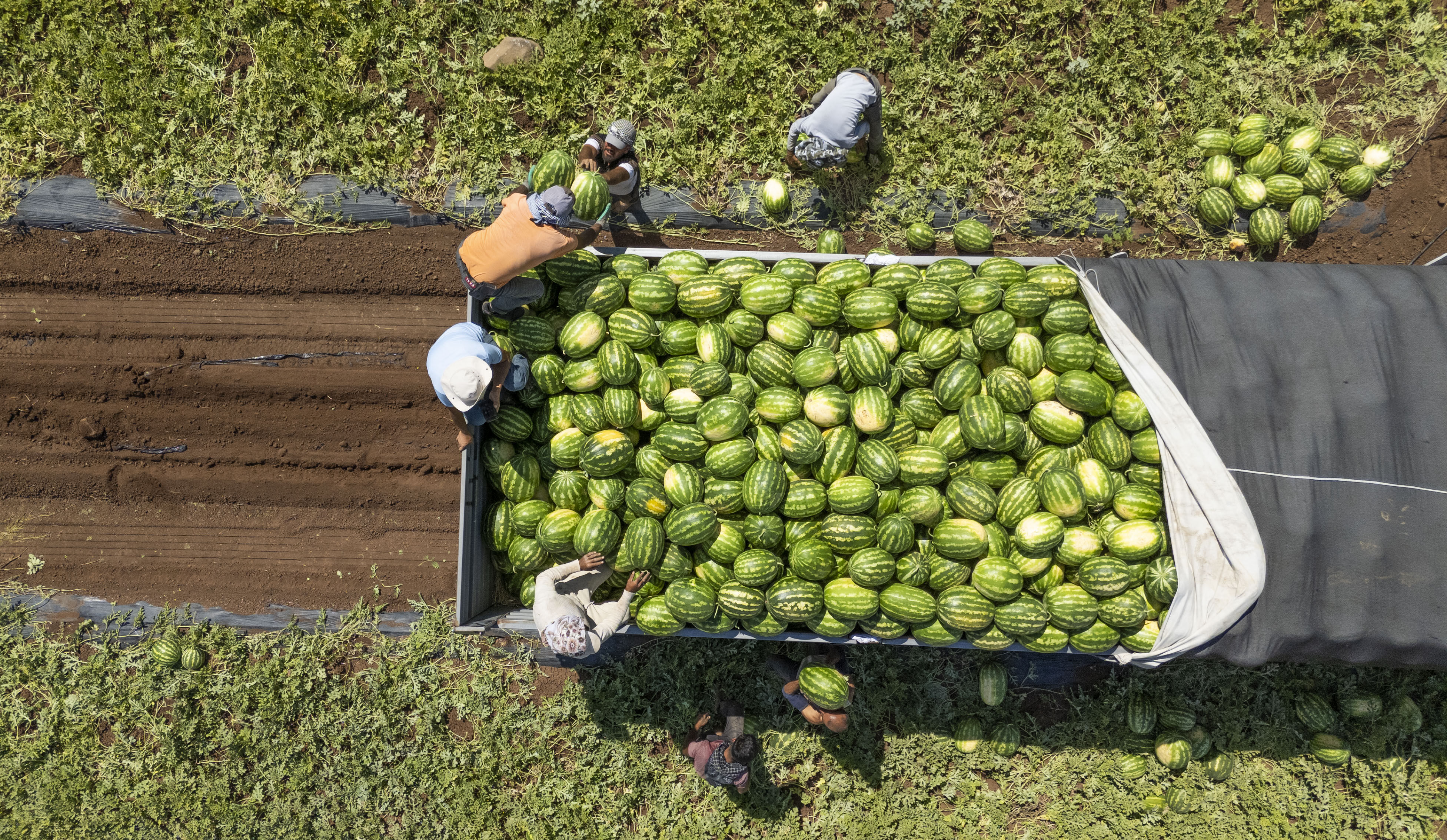 Kilosu 15 liradan 1 liraya düştü… 40 derece sıcağın altında topluyor, Türkiye’nin dört bir yanına gönderiliyorlar - 3. Resim
