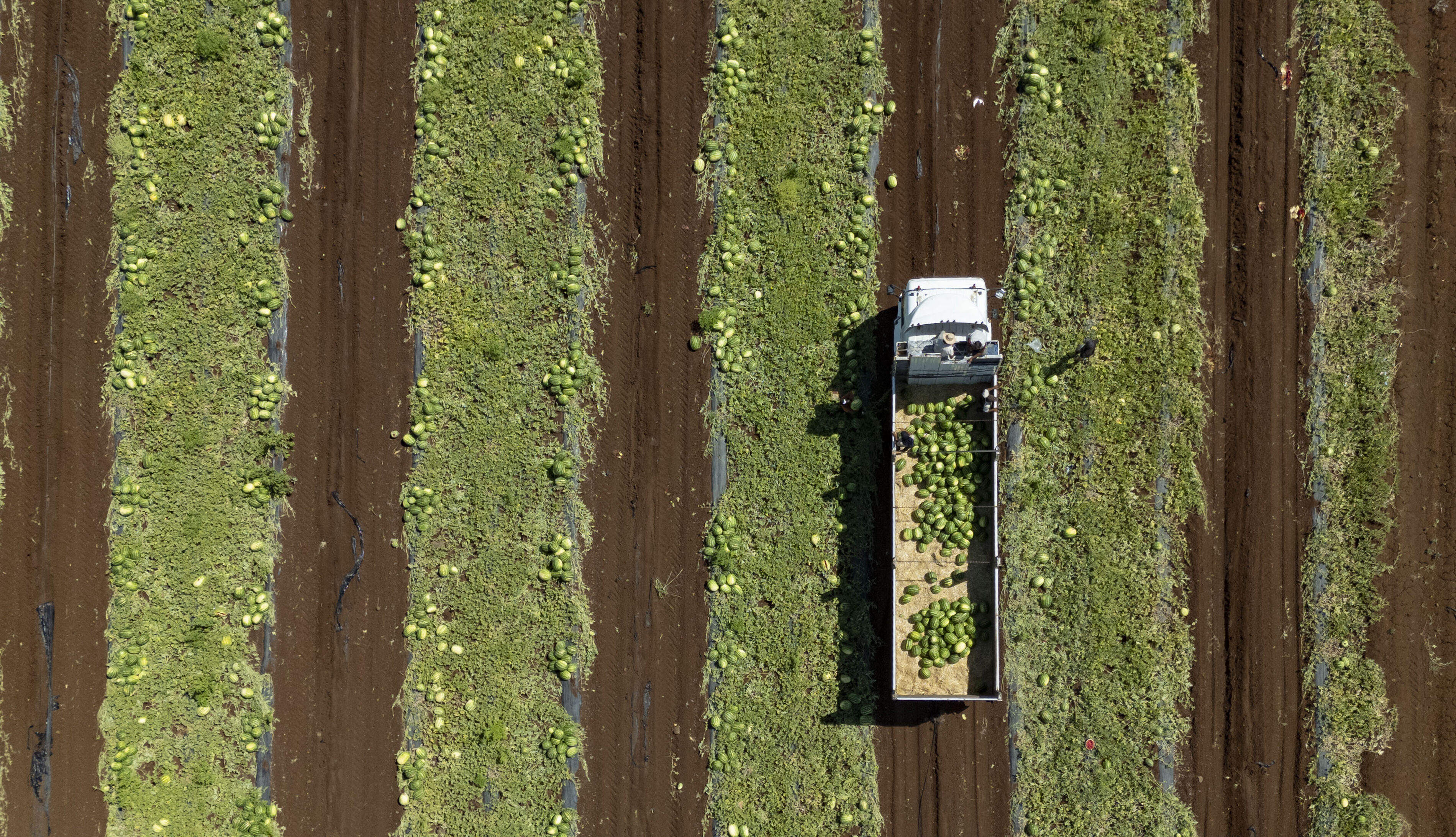 Kilosu 15 liradan 1 liraya düştü… 40 derece sıcağın altında topluyor, Türkiye’nin dört bir yanına gönderiliyorlar - 1. Resim