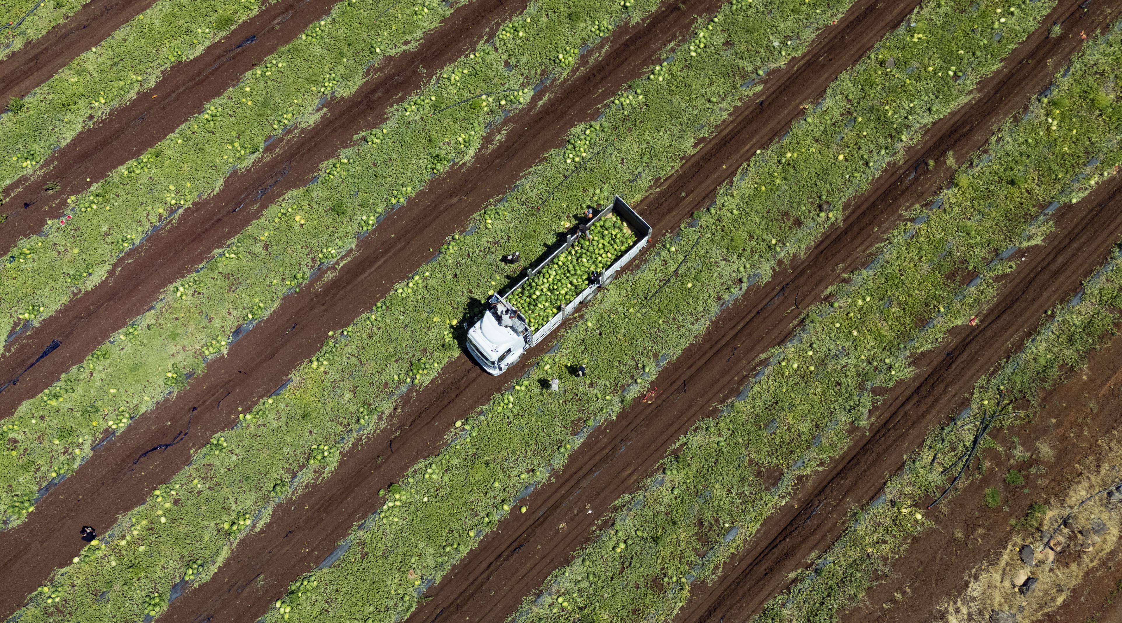 Kilosu 15 liradan 1 liraya düştü… 40 derece sıcağın altında topluyor, Türkiye’nin dört bir yanına gönderiliyorlar - 8. Resim