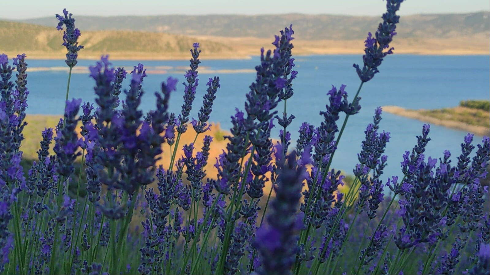 Mor rüyalar gerçeğe dönüşüyor! Evlenecek çiftlerin yeni gözdesi: Manzarasıyla hayran bırakıyor - 4. Resim